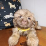 Hoot Shih Tzu 02