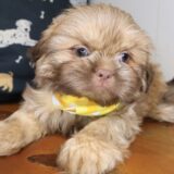 Hoot Shih Tzu 03