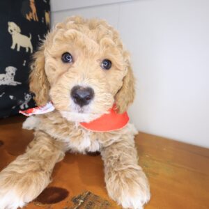 Inferno Goldendoodle 01 Inferno Goldendoodle 01