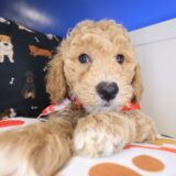 Inferno Goldendoodle 02