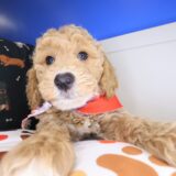 Inferno Goldendoodle 03