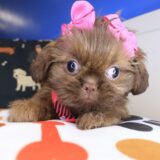 Iris Shih Tzu 01