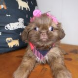 Iris Shih Tzu 02