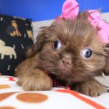 Iris Shih Tzu 03