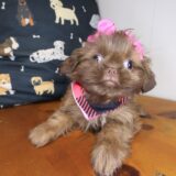 Iris Shih Tzu 04