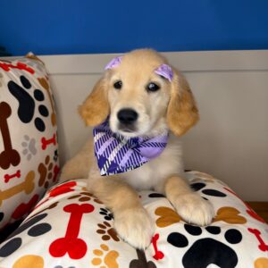 Jessica Golden Retriever 01 Jessica Golden Retriever 01