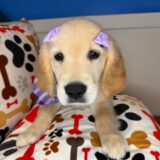 Jessica Golden Retriever 02