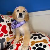 Jessica Golden Retriever 03