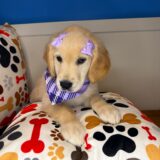 Jessica Golden Retriever 04