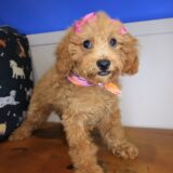 Jinx Poodle 01