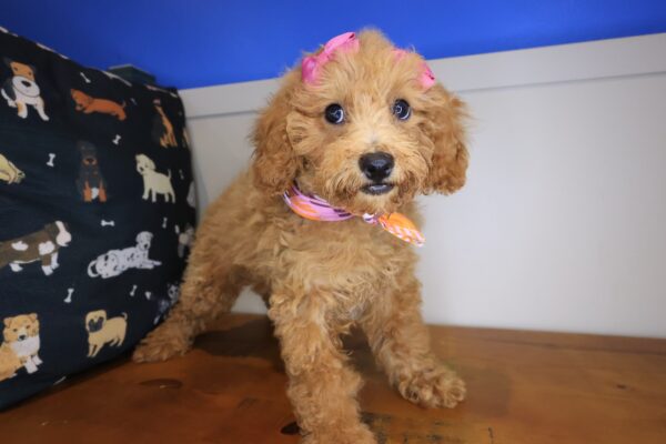 Jinx Poodle 01
