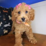 Jinx Poodle 02