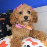 Jinx Poodle 04