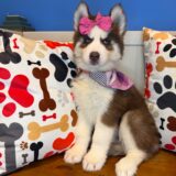 Joy Siberian Husky 01