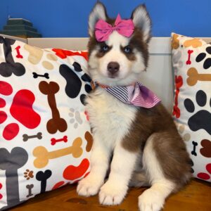 Joy Siberian Husky 01
