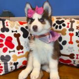 Joy Siberian Husky 02