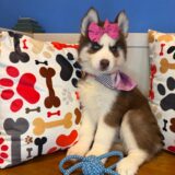 Joy Siberian Husky 03