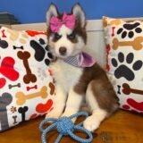 Joy Siberian Husky 04