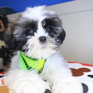 Kirby Shih Tzu 01 Kirby Shih Tzu 01