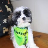 Kirby Shih Tzu 02