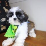 Kirby Shih Tzu 04