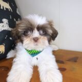 Kutu Shih Tzu 01