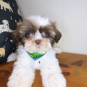 Kutu Shih Tzu 01 Kutu Shih Tzu 01