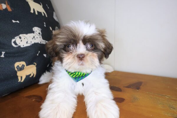 Kutu Shih Tzu 01