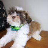 Kutu Shih Tzu 03