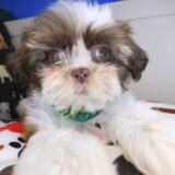 Kutu Shih Tzu 04