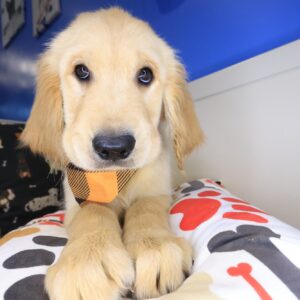 Lennon Golden Retriever 01 Lennon Golden Retriever 01