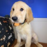 Lennon Golden Retriever 02