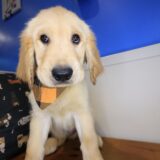 Lennon Golden Retriever 03