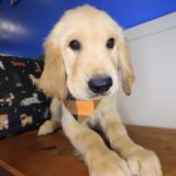 Lennon Golden Retriever 04