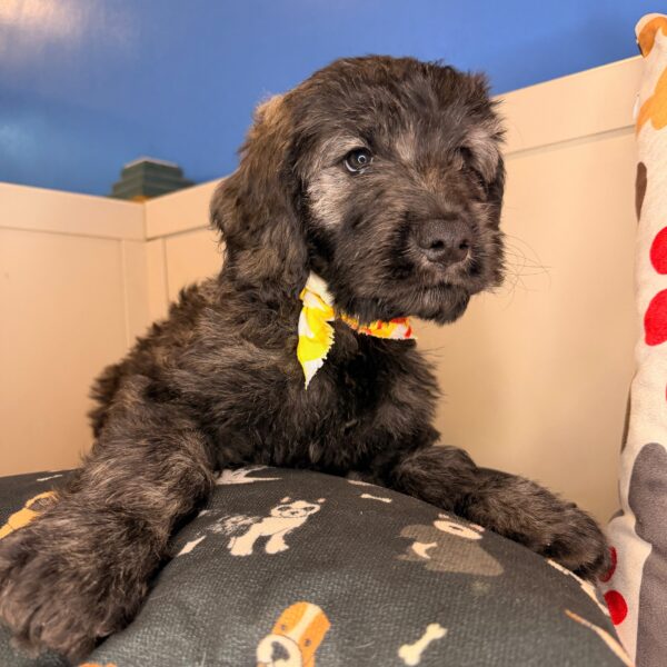 Lennon Goldendoodle 01