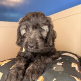 Lennon Goldendoodle 02