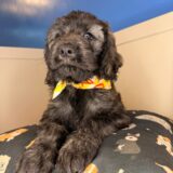Lennon Goldendoodle 03