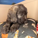 Lennon Goldendoodle 04