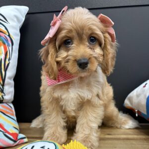 Lucy Cavapoo 01