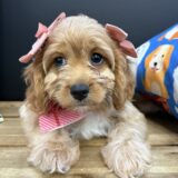 Lucy Cavapoo 02