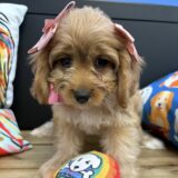 Lucy Cavapoo 03