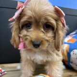 Lucy Cavapoo 04