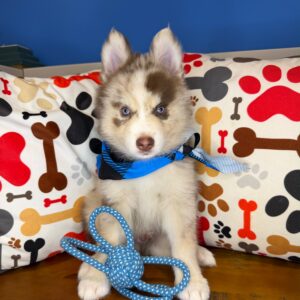 Luke Pomsky 01