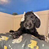 Maddie Goldendoodle 01