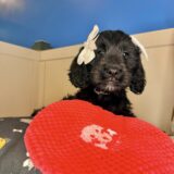 Maddie Goldendoodle 02