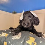 Maddie Goldendoodle 04