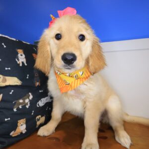 Marley Golden Retriever 01