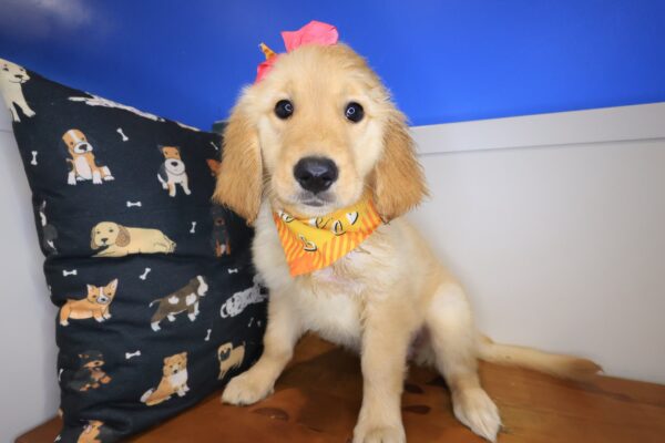 Marley Golden Retriever 01