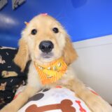 Marley Golden Retriever 02