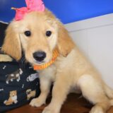 Marley Golden Retriever 03
